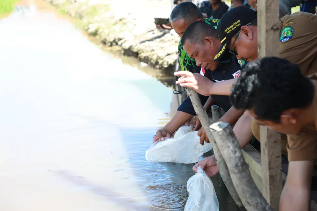 TEBAR BENIH: Bupati Bulungan bersama OPD serta stakeholder terkait menebar benih ikan nila di kawasan pilot project Mina Padi Kawasan Lubok Manis Salimbatu.
