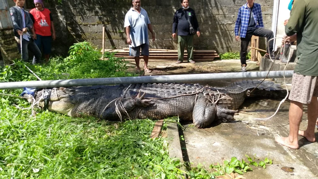 DIEVAKUASI: Buaya Muara berjenis kelamin betina dengan panjang 5 meter dan bobot 500 kilogram yang selama ini meneror warga Berau berhaasil sampai di pusat penaangkaran buaya Tarakan, Kamis (15/2/2024). Foto: KPH Tarakan, untuk Tanjungnews.com