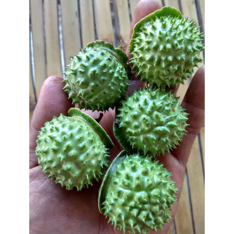 Buah kecubung yang seringkali disalah gunakan oleh masyarakat sebagai bahan campuran minuman keras (foto int)