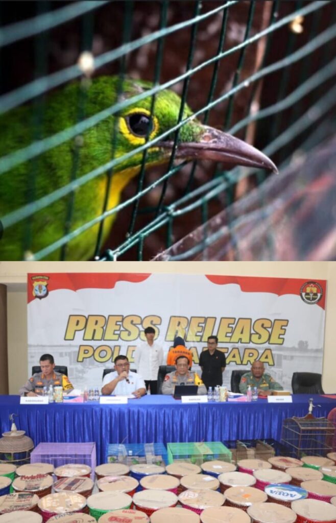 PRESS RELEASE: Polda Kaltara berhasil mengungkap perdagangan ilegal satwa dilindungi jenis burung Cucak Hijau, pelaku terancam hukuman 5 tahun penjara, Kamis (29/8/2024)