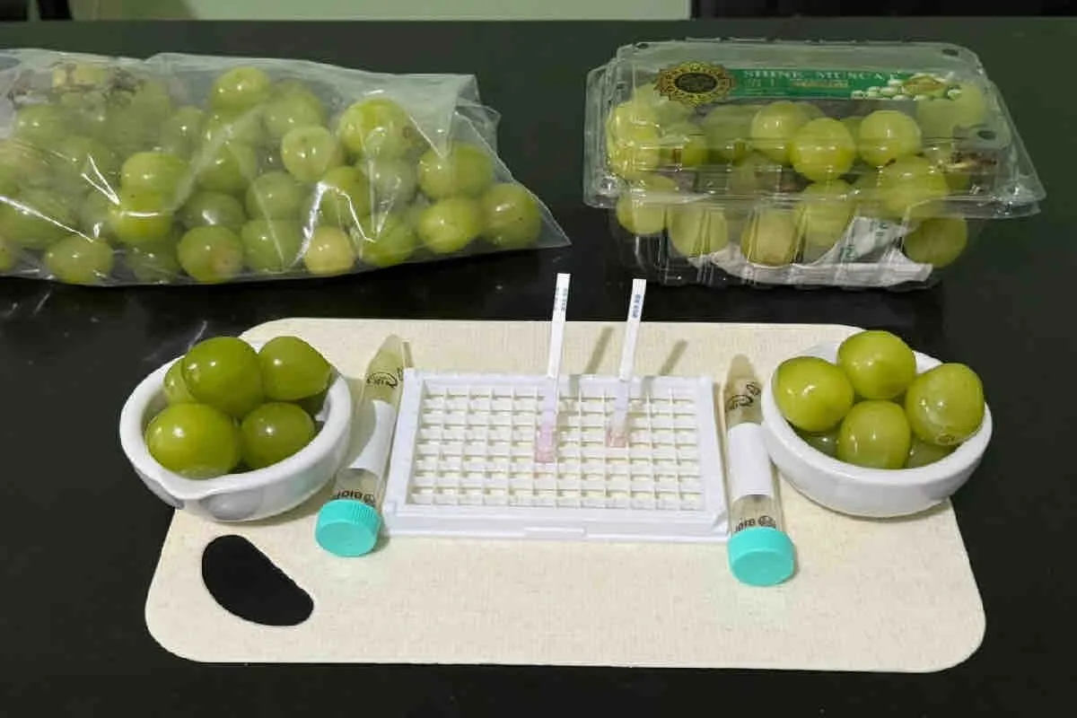 Bapanas menyatakan bahwa hasil rapid test anggur Muscat aman untuk dikonsumsi. (dok Humas Bapanas)