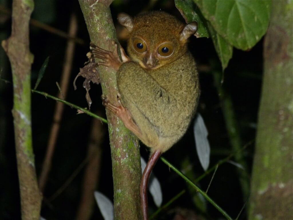 SATWA ENDEMIK: Tarsius mini atau Cephalopachus Bancanus dalam bahasa latin. Tarsius jenis ini berbeda dengan Tarsius di wilayah lain, memiliki ukuran yang sangat kecil primata ini hanya hidup di Pulau Tarakan sehingga sebagai upaya perlindungan KPH Tarakan mengusulkan menjadikan Tarsius Mini Maskot Kota Tarakan.