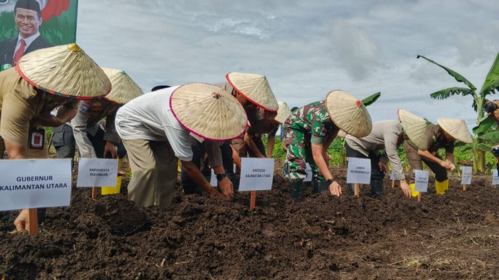 TANAM JAGUNG: Polda Kaltara bersama Pemerintah Provinsi dan Kabupaten Bulungan, Tentara Nasional Indonesia (TNI) serta kelompok tani. Melaksanakan kegiatan penanaman jagung dalam program 1 juta hektare di wilayah Desa Gunung Putih,Tanjung Palas, Selasa (21/1/2025).