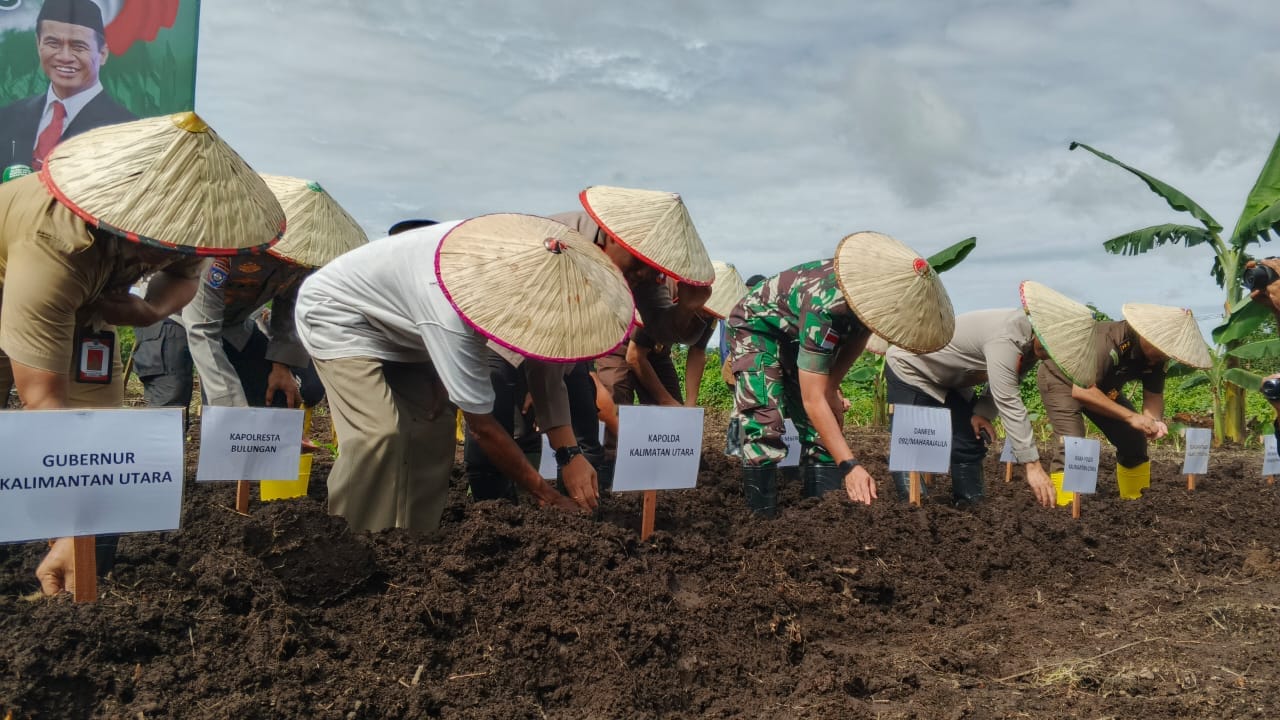 TANAM JAGUNG: Polda Kaltara bersama Pemerintah Provinsi dan Kabupaten Bulungan, Tentara Nasional Indonesia (TNI) serta kelompok tani. Melaksanakan kegiatan penanaman jagung dalam program 1 juta hektare di wilayah Desa Gunung Putih,Tanjung Palas, Selasa (21/1/2025).