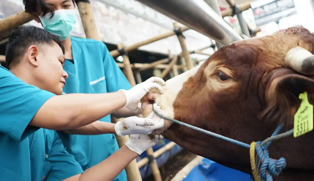 Ilustrasi Pemeriksaan sapi (foto:int)
