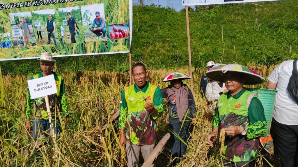 PANEN PADI: Bupati dan Wakil Bupati Bulungan mengikuti proses panen padi lokal di Desa Pejalin menggunakan alat tradisional.