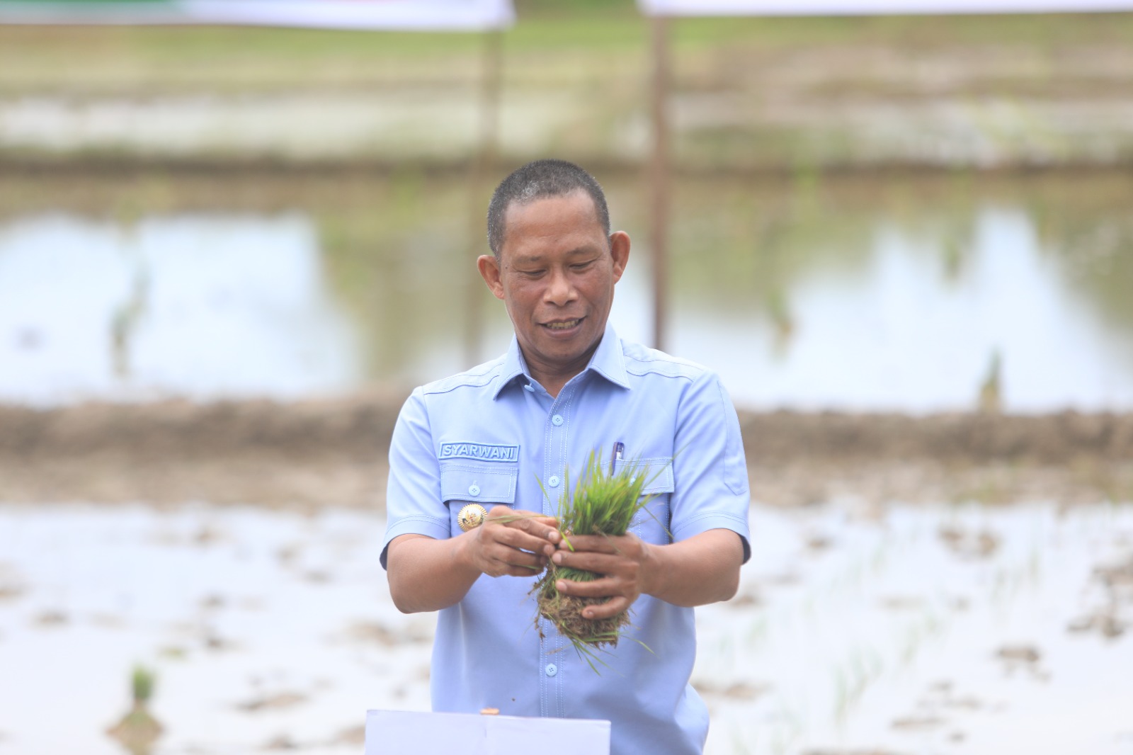 OPTIMIS: Bupati Bulungan Syarwani saat melakukan penanaman padi di wilayah Sajau Hilir Kecamatan Tanjung Palas Timur beberapa waktu lalu.