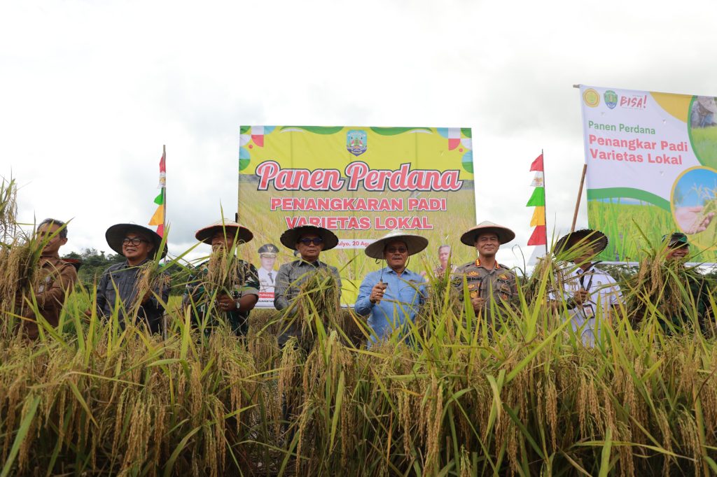 VARIETAS LOKAL : Wagub Kaltara, Ingkong Ala, S.E., M.Si melakukan Panen Perdana Penangkaran Padi Varietas Lokal di Lahan Usaha Desa Wonomulyo, Tanjung Palas Timur, Rabu (20/8).